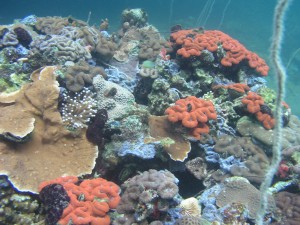 Coral around Palau's Rock Islands