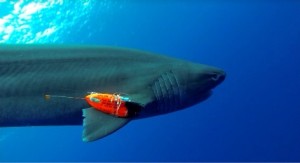 sixgill shark with sensor