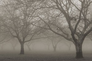 Tule fog drifts through a walnut orchard south of Meridian, along the Sacramento River.  Copyright Anthony Dunn Photography. For reprint permission, go to http://www.adunnphotography.com/