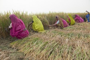 Indian farmers harvest rice, one of India’s major crops. A new study shows that, in 2005, ozone pollution damaged enough crops to feed 93 million people living in poverty in India.  Credit: Gates Foundation/Flickr 