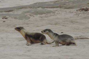 Two California sea lion pups, one fairly healthy, and one emaciated. Recent studies show a warm patch of water off the West Coast is affecting marine life there. Credit: NOAA