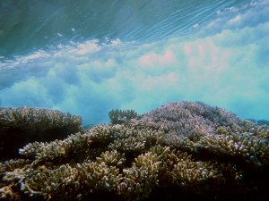 Underwater image of a wave breaking over a coral reef on Kwajalein Atoll in the Republic of the Marshall Islands. This image shows how the high hydrodynamic roughness of live, healthy corals causes friction that induces breaking of waves over coral reefs, reducing wave energy at the shoreline that can cause flooding and island overwash.  Credit: Curt Storlazzi/USGS