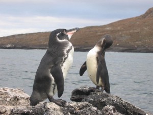 A new study compared sea surface temperatures with endangered Galápagos penguin (Photo: Adult Galápagos penguin) population counts and found that the penguin population doubled while waters cooled around their nesting islands.  Credit: Snowmanradio on Flickr 