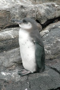 As surface waters cool in historically warmer parts of the Galápagos Islands, the Galápagos penguins, the rarest penguin in the world, may be able to expand into more habitable breeding sites (Photo: Juvenile Galápagos penguin). Credit: Aquaimages on English Wikipedia 