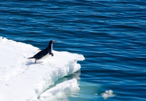 Adélie penguin (Pygoscelis adeliae) preparing to dive into the water in the Ross Sea, Antarctica.  Credit: Hannah Joy-Warren