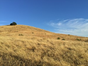 Dry grassland and oak landscape of the Coastal Mountain Range in central California, among the parts of California most heavily impacted by the current drought, taken in August 2015.  Credit: Dominick McPeake 