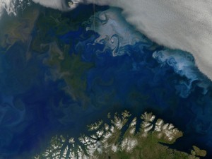 Phytoplankton blooms in the Barents Sea off the coast of Norway and Russia, shown in natural color from NASA's Aqua satellite on July 10, 2014. Without sampling the water directly it's impossible to know the type of phytoplankton, but past analyses suggest that the green bloom is diatoms and the white bloom is coccolithophores. Credit: NASA's Earth Observatory